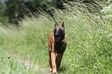 MALINOIS 788